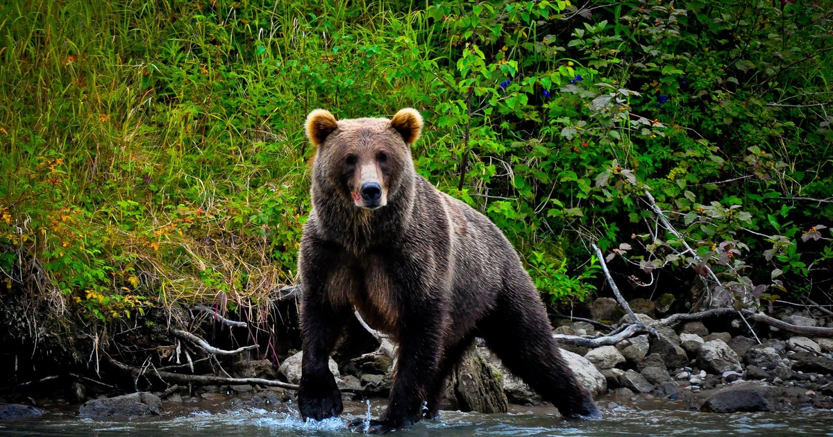Szedł przez sad, niedźwiedzica nagle ugryzła go w pachwinę i rękę. Jest apel władz