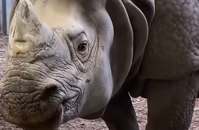 Ten przystojniak zamieszka we wrocławskim zoo