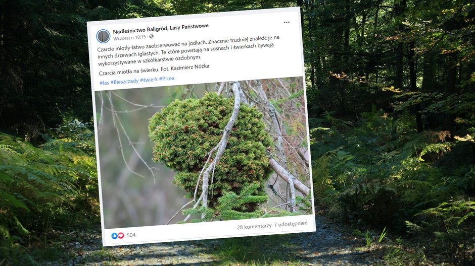 Czarcie miotły występują na drzewach i na krzewach (Screen: Facebook.com/ Nadleśnictwo Baligród, Lasy Państwowe)