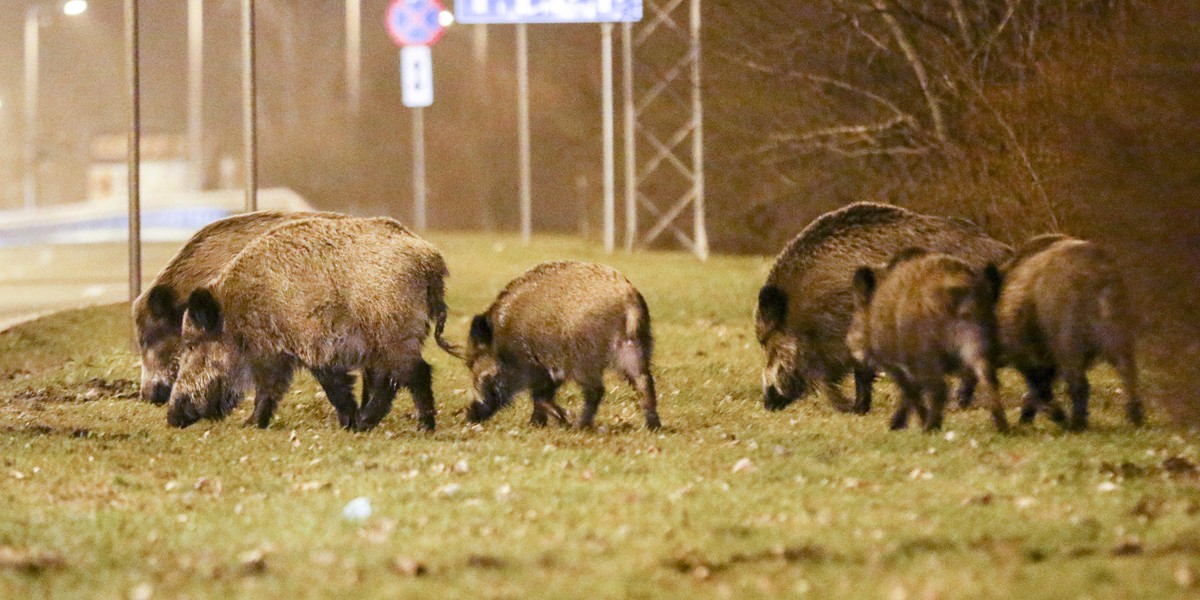 Strzelają do dzików