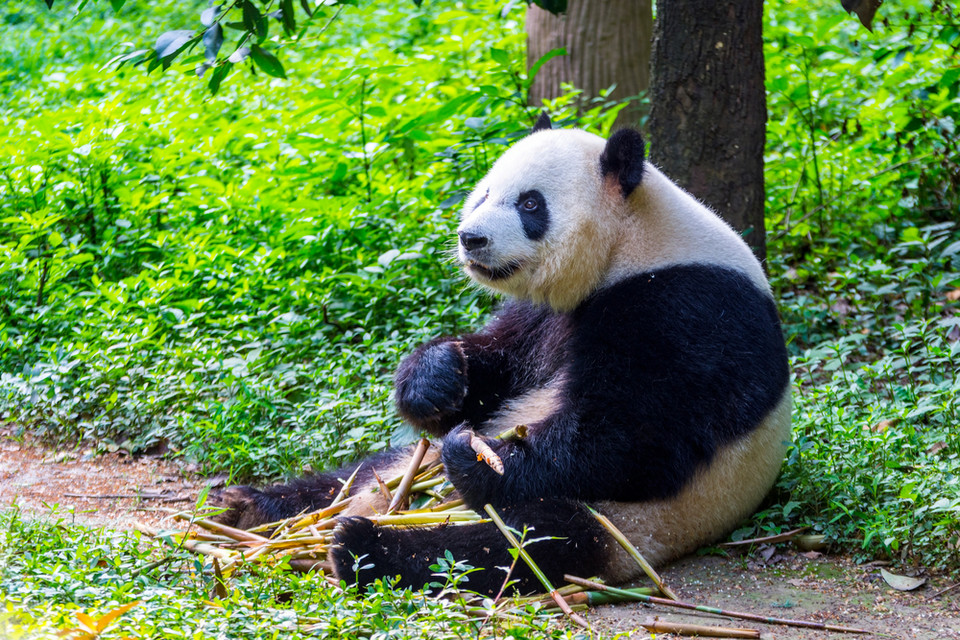 10. Panda wielka 