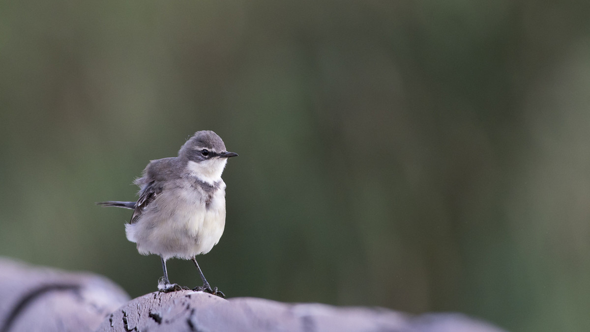 OTOP publikuje spot o zagrożonych ptakach