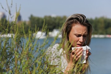 Rossz hír az allergiásoknak: virágozni kezdett a parlagfű - ezek a parlagfű allergia első tünetei