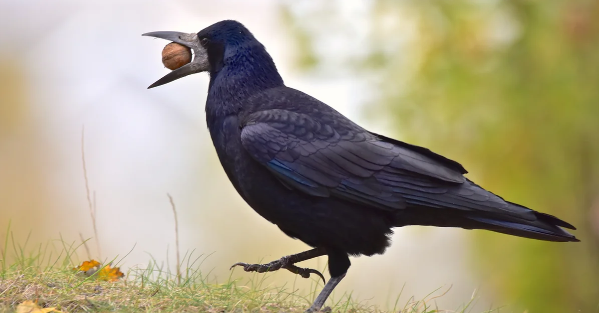 Polskie gawrony na skraju wyginięcia! Ornitolodzy alarmują.