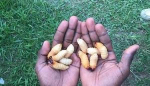 Edible insects and their surprising benefits [ModernGhana]