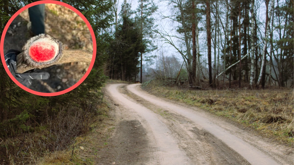 Leśnicy pokazali, co znaleziono w lesie. Rzadki widok. Mało kto ma tyle szczęścia