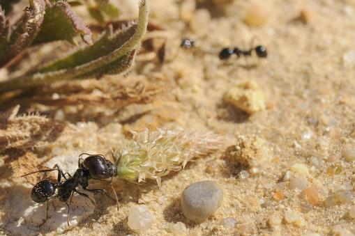 Major worker of European Harvester Ant (Messor sp.) dragging a small Plantain flowerhead towards its