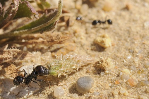 Major worker of European Harvester Ant (Messor sp.) dragging a small Plantain flowerhead towards its