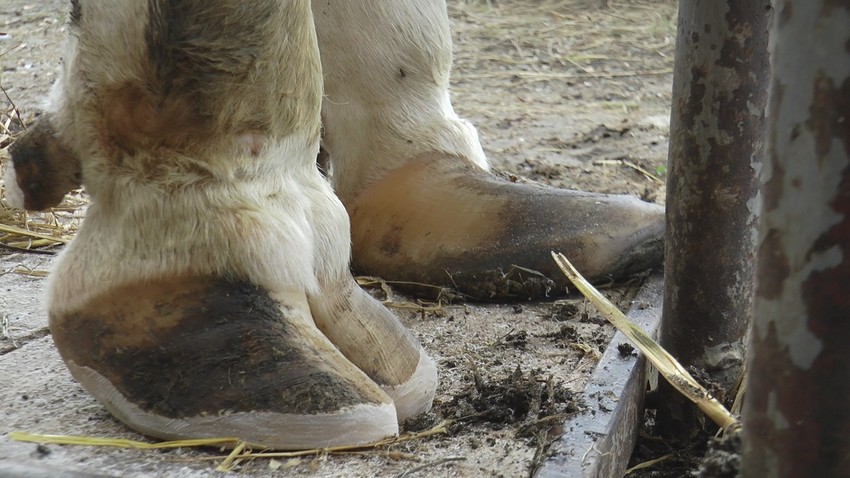 Bata Piroćanac je kozmetičar za krave