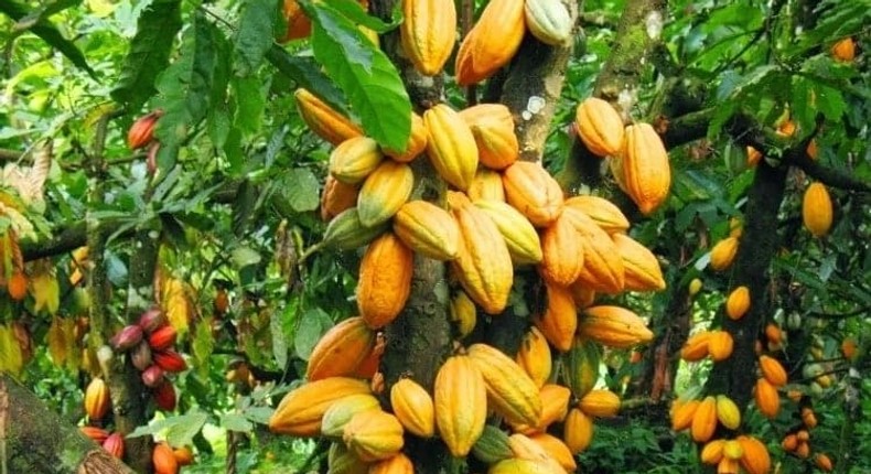 Sample of Cocoa