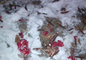 430544_trovanje-pasa02