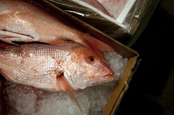 Dolnośląski Klaster Hodowców Ryb ma ożywić branżę