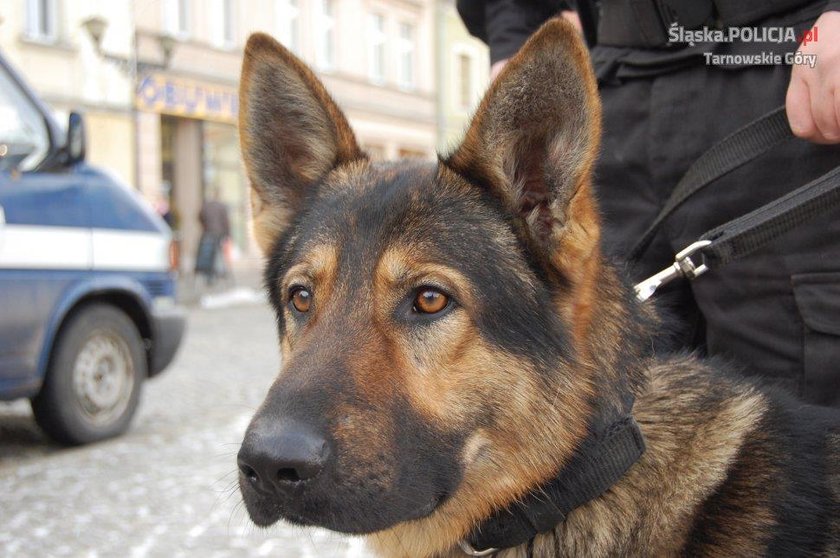 Policja w Tarnowskich Górach ma nowego psa. To owczarek niemiecki Kair