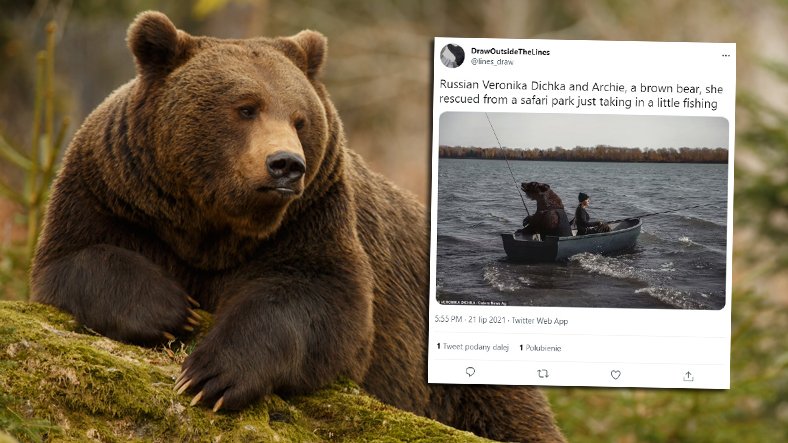 Niedźwiedź w Rosji wziął udział w komercyjnej sesji zdjęciowej