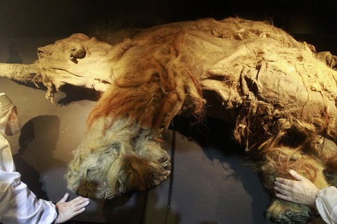 People examine a frozen woolly mammoth named Yuka during a media preview at the Chiang Kai-shek Me