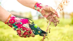 kiedy przycina się maliny? jak obcinać, aby obficie owocowały [poradnik]