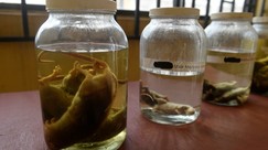 Lassa fever kills doctors, health worker as Oyo records 19 cases