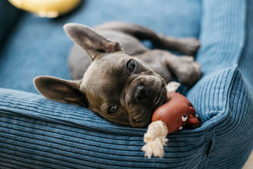 Buldożek francuski - Adobe Stock - Mkorobsky