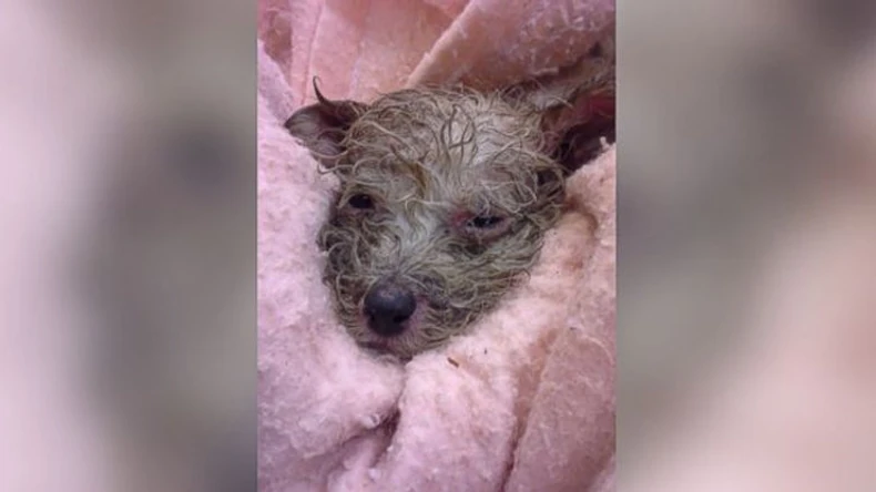 Štene nekoliko trenutaka nakon što je izvučeno sa pokretne trake u deponiji