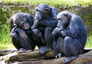 33617_simpanze-afp-rob-elliott