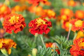 Za šarenu baštu cele jeseni: Uz TRI SAVETA vaše KADIFE će cvetati do prvog mraza