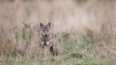 Podkarpacie: Wilk pogryzł dwoje dzieci. Został odstrzelony