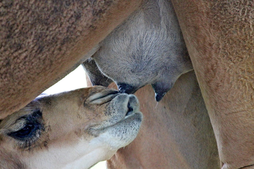 Wielbłądy pozbawione wody dają mleko bardziej rozwodnione