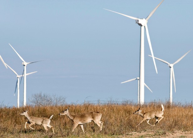 W 2020 r. w Polsce 15,5 proc. w zużyciu energii końcowej brutto ma pochodzić z odnawialnych źródeł energii (OZE). Fot. Bloomberg