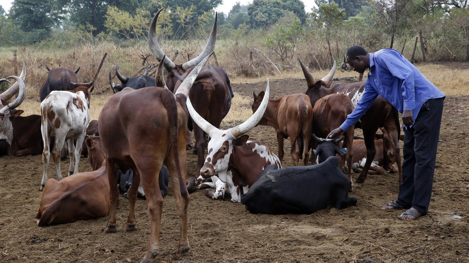 Hodowla krów w Ugandzie