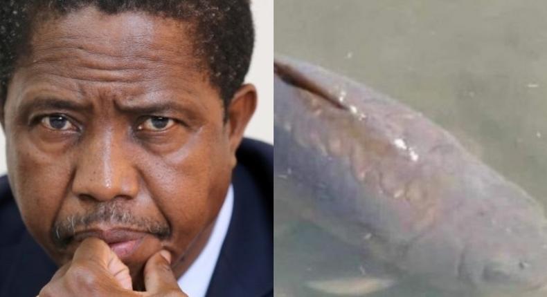 Zambian President joins citizens to mourn the death of 22-years-old fish