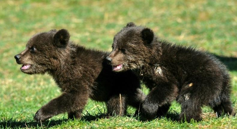 Masha and Brundo were probably orphaned when a hunter killed their mother