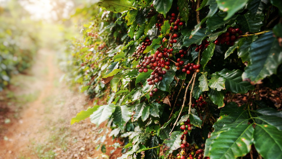 Szacuje się, że do 2050 roku wzrost temperatur spowoduje spadek areału uprawy kawy o 50 proc.