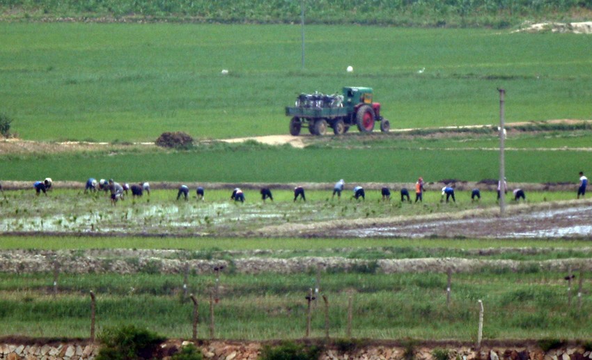 Severna Koreja je poznata po shemi prinudnog rada (foto: radnici u polju kod grada Kepunga na granici sa Južnom Korejom)