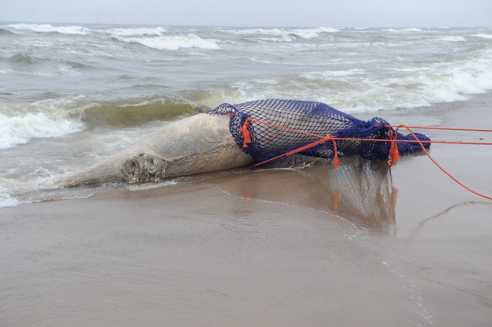 Wieloryb na plaży w Unieściu