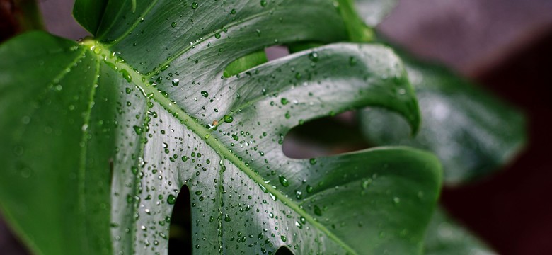 Dlaczego monstera "płacze"? Co zrobić gdy monstera "płacze"? Co oznaczają krople wody na liściach monstery? Czy monstera jest trująca?
