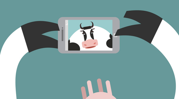 Hamarosan már a tehenek is szelfizhetnek /Illsuztráció:Shutterstock