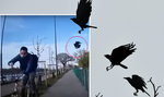 Sceny jak z horroru. Ptaki atakują ludzi na ulicach!
