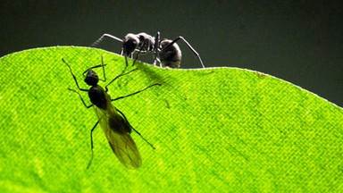 Mrówki w domu. Pięć sposobów na walkę z owadami