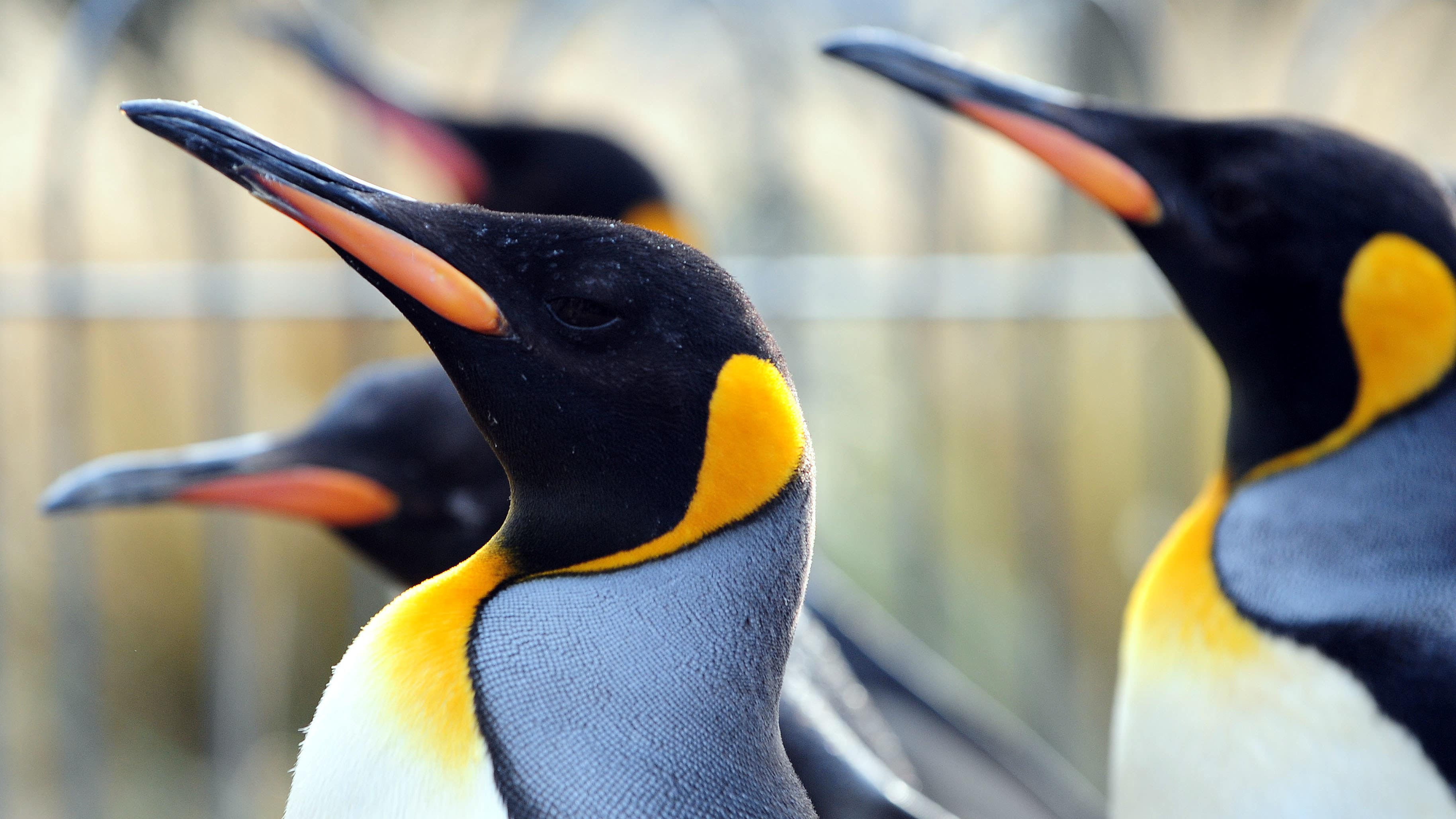 Edinburgh Zoo postpones popular penguin parade indefinitely over bird flu