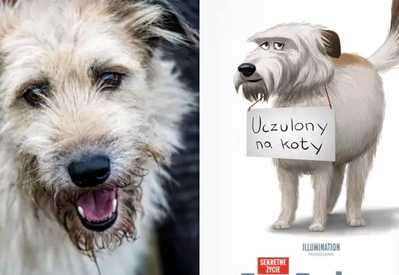 Zobacz jak zmieniliśmy bezdomne psy w bohaterów "Sekretnego życia zwierzaków domowych 2".