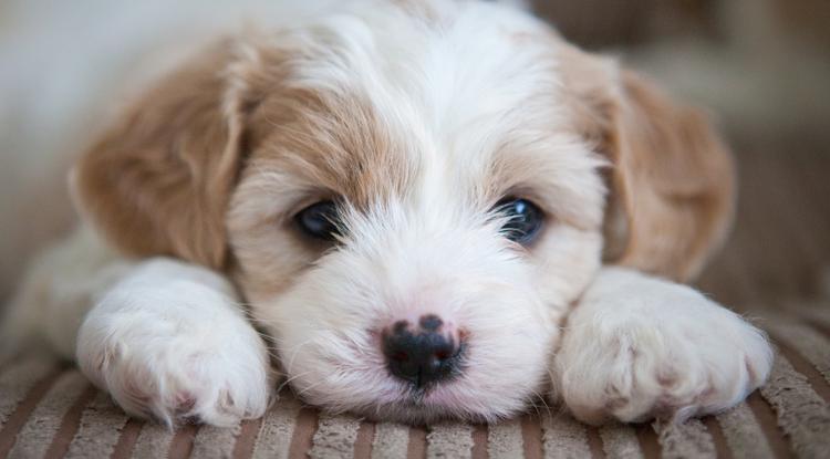 Mit lehet adni a kutyának, ha szorulása van? Fotó: Getty Images