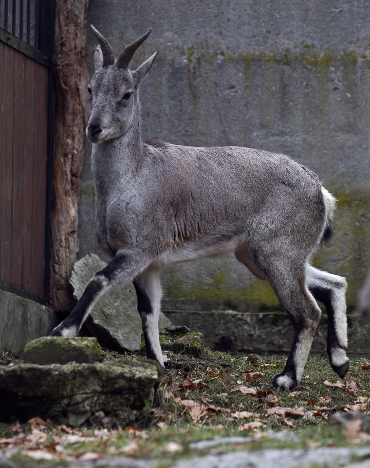 Nachury we wrocławskim zoo