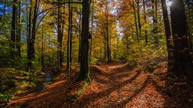 Sasów (szczyt)