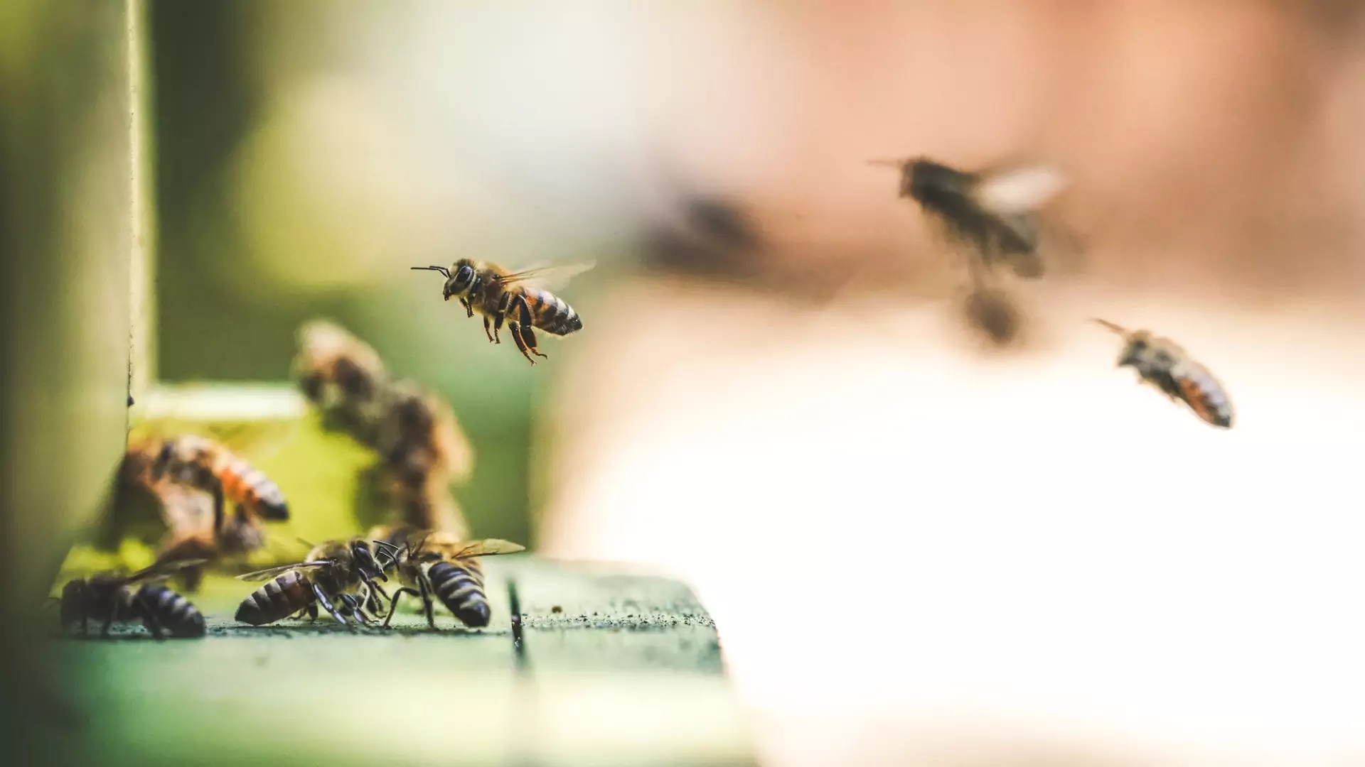 W USA wprowadzono pierwszą szczepionkę dla pszczół miodnych