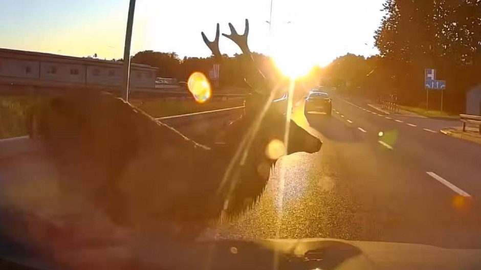 Jeleń wskoczył tuż przed samochód na drogę w Olkuszu Źródło: YouTube/Stop Cham