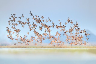 Ochrona ptaków utknęła między ministerstwami. Znamy najnowszy pomysł resortu klimatu i środowiska