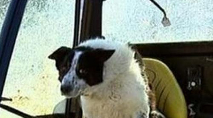 Ilyen nincs! Egy kutya ült az elszabadult traktor volánjánál - Fotó!
