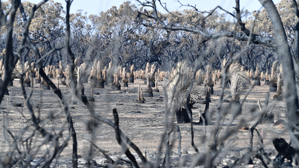 Wypalone lasy, pola i martwe zwierzęta ukazują skalę tragedii