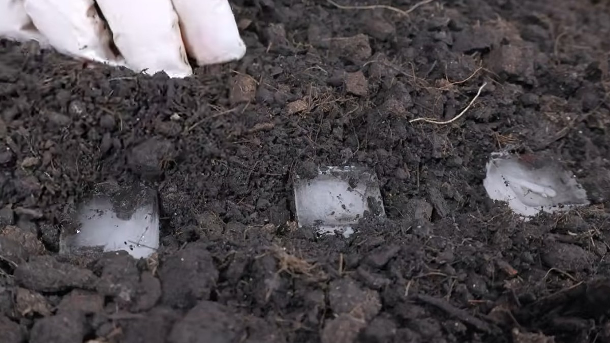 Trik za sejanje šargarepe