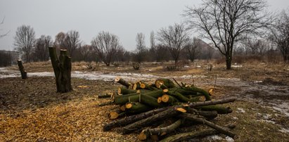 Co z masową wycinką drzew? Ważna deklaracja PiS